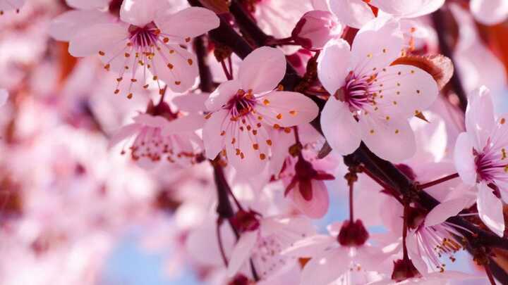 Grupo de apoyo Widows Rise | Campus de Plano | Carolyn Cochran